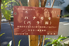 写真: 東京都内に植えられたKDDIの「マイツリー」