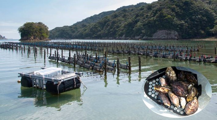 徳島県海陽町あまべ牡蠣スマート養殖事業、スマホ用アプリで養殖